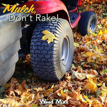 Mulch, Don’t Rake!